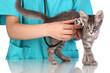 Veterinarian examining a kitten on blue background