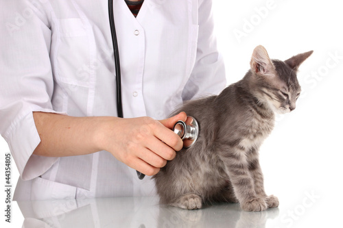 Photo: Veterinarian examining a kitten isolated on white Veterinarian examining a kitten isolated on white