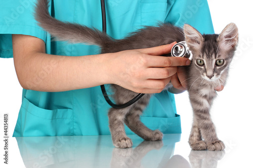 Photo: Veterinarian examining a kitten on blue background Veterinarian examining a kitten on blue background