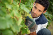 Foto: man working in a vineyard man working in a vineyard