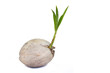 Photo: Sprout of coconut on white background Sprout of coconut on white background