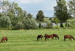 Photo: Pferdeherde Pferdeherde