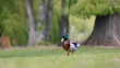 Ente-8041b1