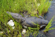 wild crocodile in Zambezi river