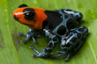Dart frog / Ranitomeya benedicta