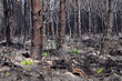 6 jours après un feu de forêt, l’herbe recommence à pousser