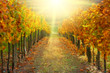 Autumn vineyard