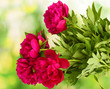 beautiful pink peonies on green background