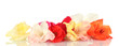 Beautiful Buds Of Colorful Gla...
