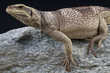 Chuckwalla / Sauromalus ater