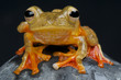 Harlequin tree frog / Rhacophorus pardalis