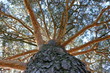 Photo: big tree big tree