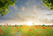 Mohnblumenfeld im Sonnenuntergang
