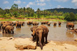 Elephant on Sri Lanka