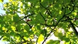 Vídeo: Sunlight through leaves during summer day Sunlight through leaves during summer day