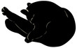 Black cat