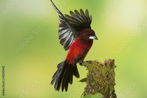 Photo: Tanager Tanager
