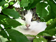 canvas print picture - katze