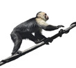 White-Throated Capuchin Monkey
