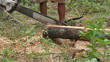 Video: cutting piece of wood with chain saw. cutting piece of wood with chain saw.