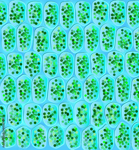 Vector: Chloroplasts visible in the cells Chloroplasts visible in the cells