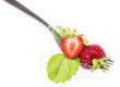 Strawberry on a fork