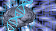 Dna and brain puzzle