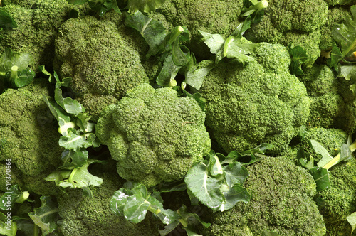 Photo: Broccoli Broccoli