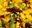 canvas print picture - Sonnenhut - black-eyed Susan 15
