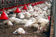 Photo: Birds Flu Outbreak Birds Flu Outbreak
