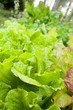 Green lettuce on a garden bed