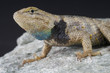Desert spiny lizard / Sceloporus magister