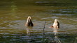 Two ducks diving