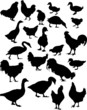 twenty one farm bird silhouettes