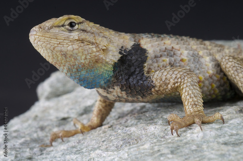 Photo: Desert spiny lizard / Sceloporus magister Desert spiny lizard / Sceloporus magister