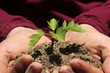 Sapling