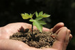 Sapling