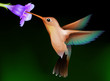 Vector: hummingbird with flower hummingbird with flower