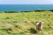 Foto: Moutons de Molène Moutons de Molène