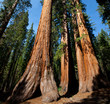 Photo: Sequoia Sequoia