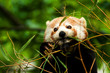 panda red