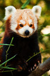 panda red