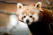 panda red