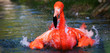 pink flamingo