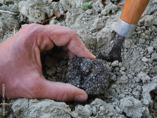 Photo: truffle hunting truffle hunting