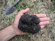 big summer truffle