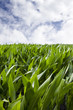 Photo: Maïs, culture, céréale, champ, campagne, vert, végétal Maïs, culture, céréale, champ, campagne, vert, végétal