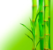 Photo: Beautiful bamboo background Beautiful bamboo background