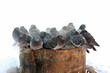 cluster of dove