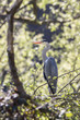 Graureiher (Ardea cinerea)